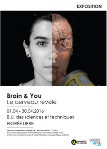 Brain&You : le cerveau révélé