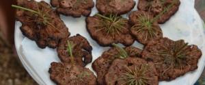 Pantes à croquer, plantes à créer