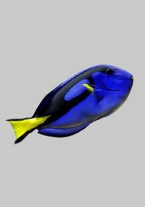  Animations : Dory & co.