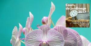 Faites refleurir vos orchidées