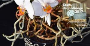 Venez rempoter vos orchidées