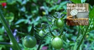 Produisez vos tomates