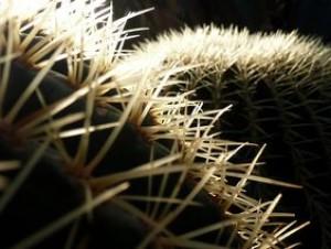 Les plantes se défendent