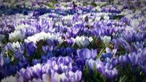 300 000 fleurs !