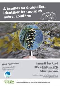 A écailles ou à aiguilles, identifier les sapins et autres conifères