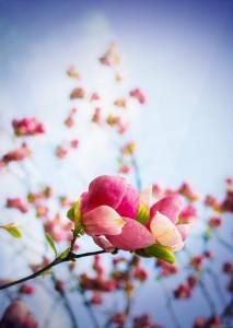 Fête du Printemps
