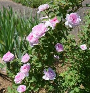 Allons voir si la rose....