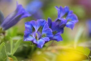 Plantes de montagnes et changements climatiques