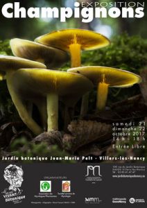 Champignons