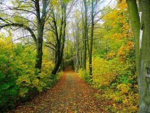 Promenons-nous dans les bois