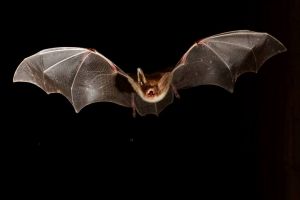 Construire un gîte à chauves-souris
