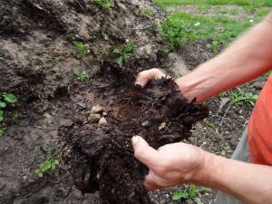 Les petites bêtes du sol