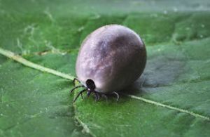 Les tiques sont des petites bêtes connues pour être les vecteurs de la maladie de Lyme. 