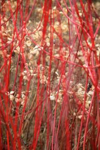 Jardins d'hivers