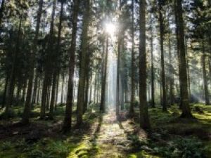 Les secrets de la forêt