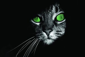 Les Etats Amplifiés de Conscience et l'Animal Totem