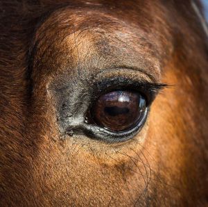 STAGE Bien-être du cheval & du cavalier