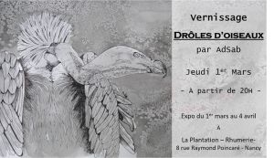 Drôles d'oiseaux