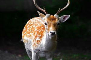 Histoire de la grande faune vosgienne 
