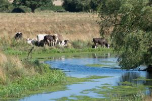 Agriculture et Zones humides : un désert affectif ?
