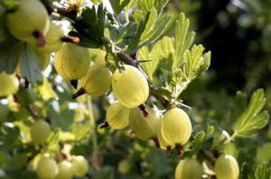 Gérer une haie fruitière