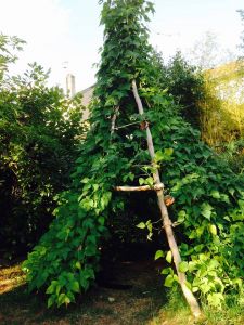 Cours initiation à la permaculture
