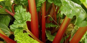 Mercredis des jardiniers : Purins et décoctions