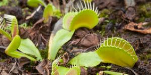 Les relations plantes / animaux