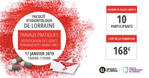 Apexification des dents permanentes immatures