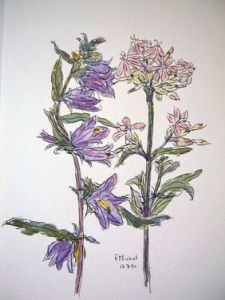 Exposition de dessins autour des fleurs de lorraine
