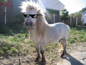 Stage de poney