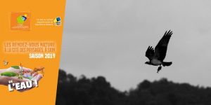 Sortie nature: le Balbuzard pêcheur