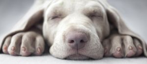 Salon canin Un autre regard sur les chiens