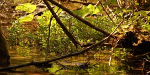 Sortie nature: Plonger sous la tourbière.