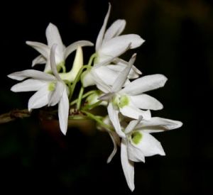 Biodiversite floristique de lorraine