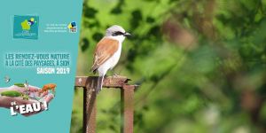 Jeux nature: Les pies-grièches reviennent au verger