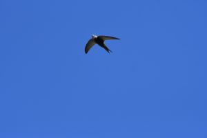 La fédération FLORE 54 et la Ville de Laxou sont heureuses de vous accueillir au prochain Rendez-vous Nature de Laxou av