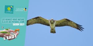 les Aigles pêcheurs sont de retour !