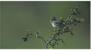 Le printemps des oiseaux
