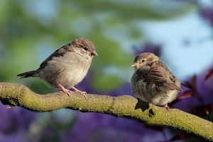  À la découverte des oiseaux du jardin botanique