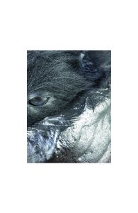 Animalité - Gilbert COQALANE