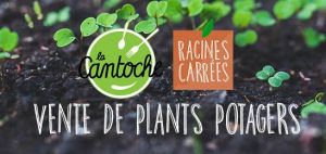 vente de plants potagers