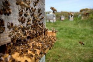 Initiation à l'apiculture