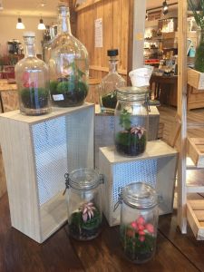 Atelier "Création de terrarium" 