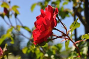 20 ans de la roseraie du jardin botanique