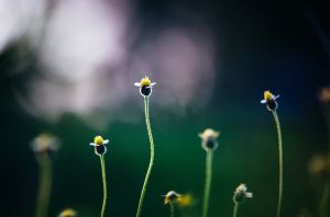 La Nature s'invite à la Médiathèque : épisode #2
