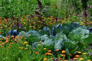 Conférence : Les alternatives aux pesticides