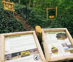 Fenêtre sur la nature sauvage de nos forêts