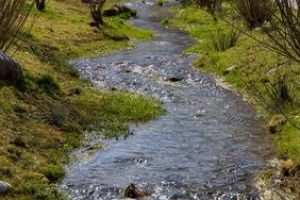 La petite faune du ruisseau