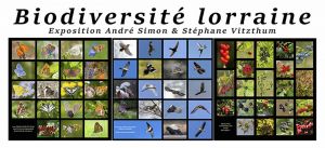 Histoires insolites autour de la biodiversité lorraine